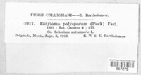 Entyloma polysporum image